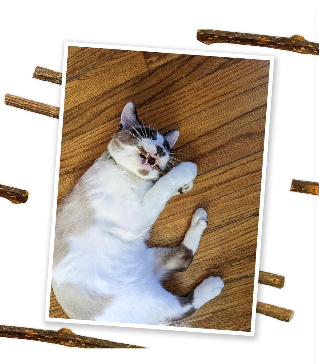 Meowijuana | Silvervine Sticks | Organic | Perfect for Cat Toys | Grown in North America | Feline and Cat Lover Approved