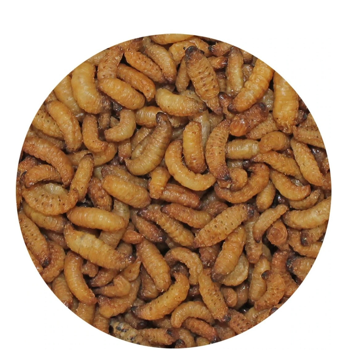 wax snax dried wax worms 1oz