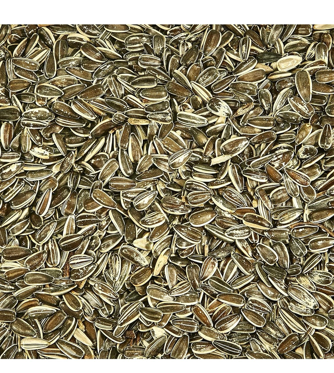 Kaytee Striped Sunflower Wild Bird Food 5 Pounds