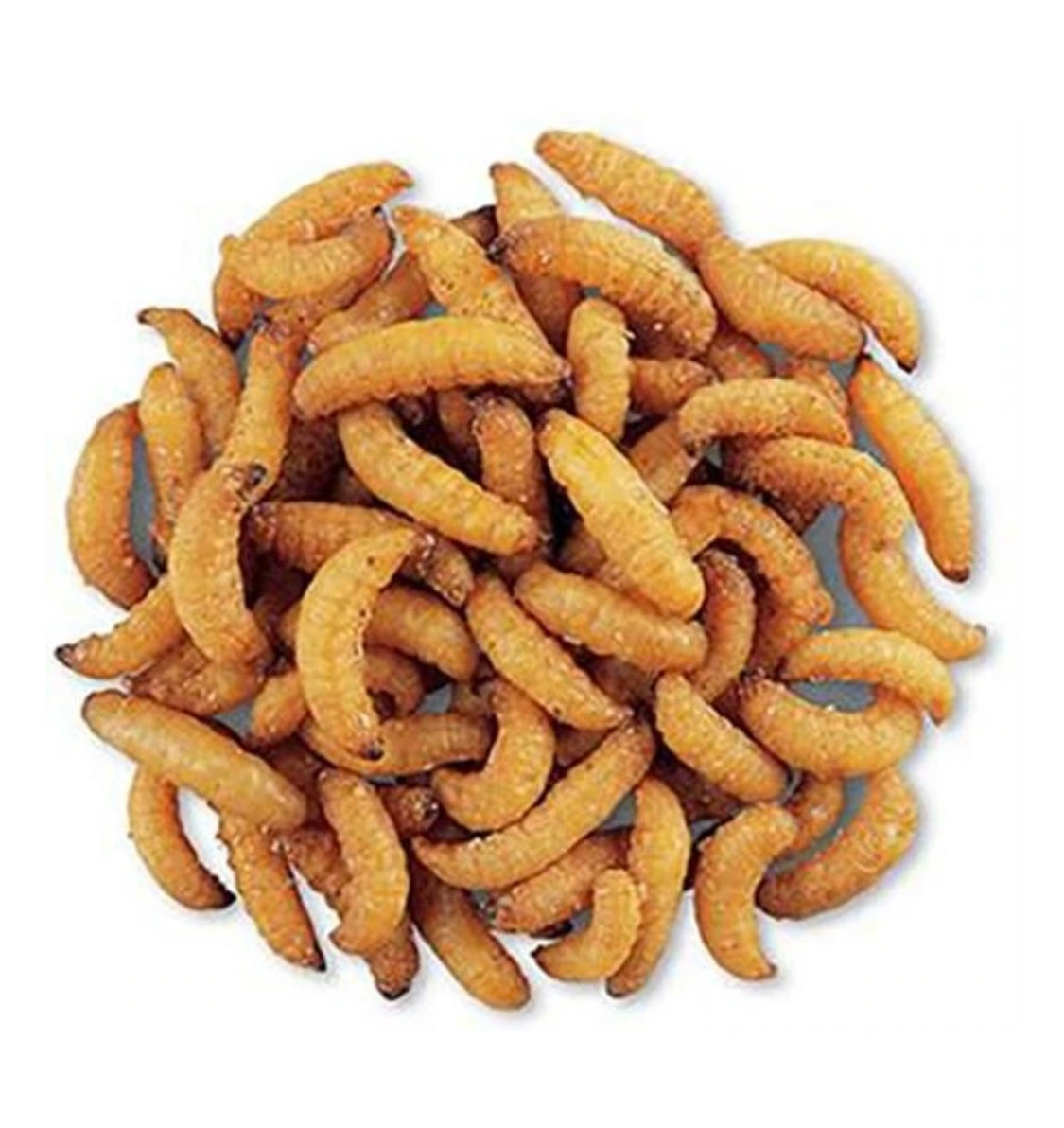 wax snax dried wax worms 1oz