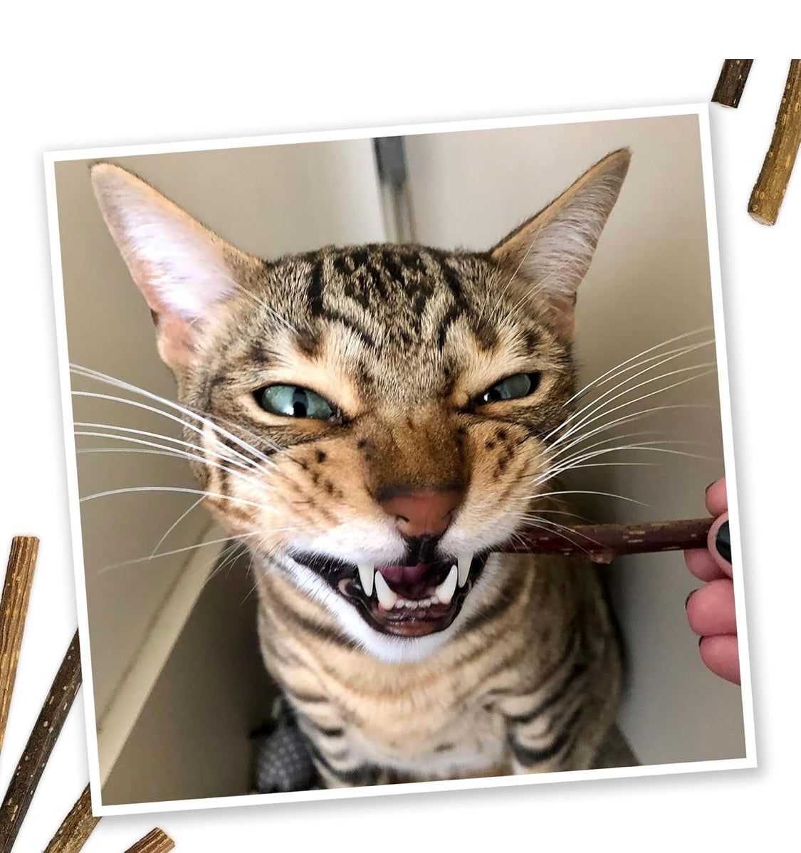 Meowijuana | Silvervine Sticks | Organic | Perfect for Cat Toys | Grown in North America | Feline and Cat Lover Approved