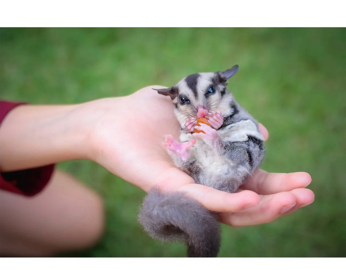 sugar glider diet with papaya and eucalyptus 2 lbs