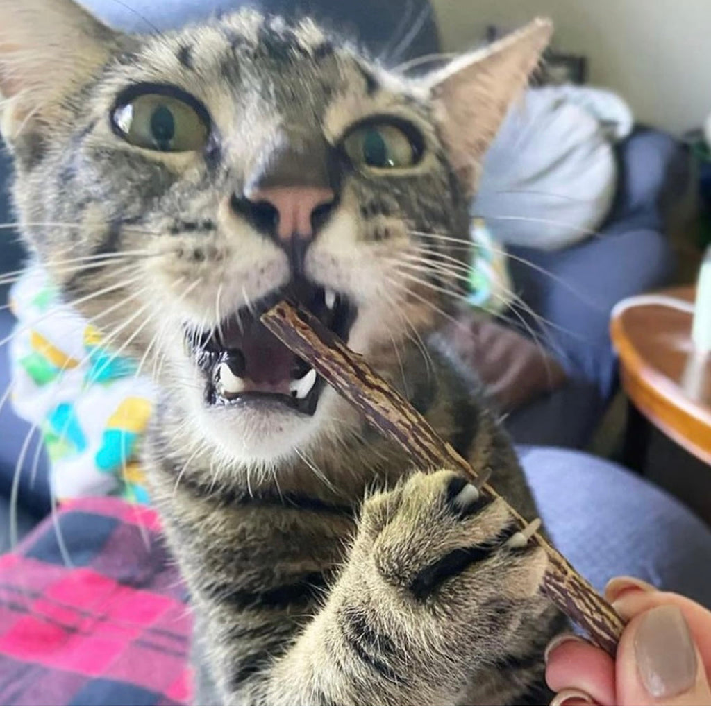 Meowijuana | Silvervine Sticks | Organic | Perfect for Cat Toys | Grown in North America | Feline and Cat Lover Approved