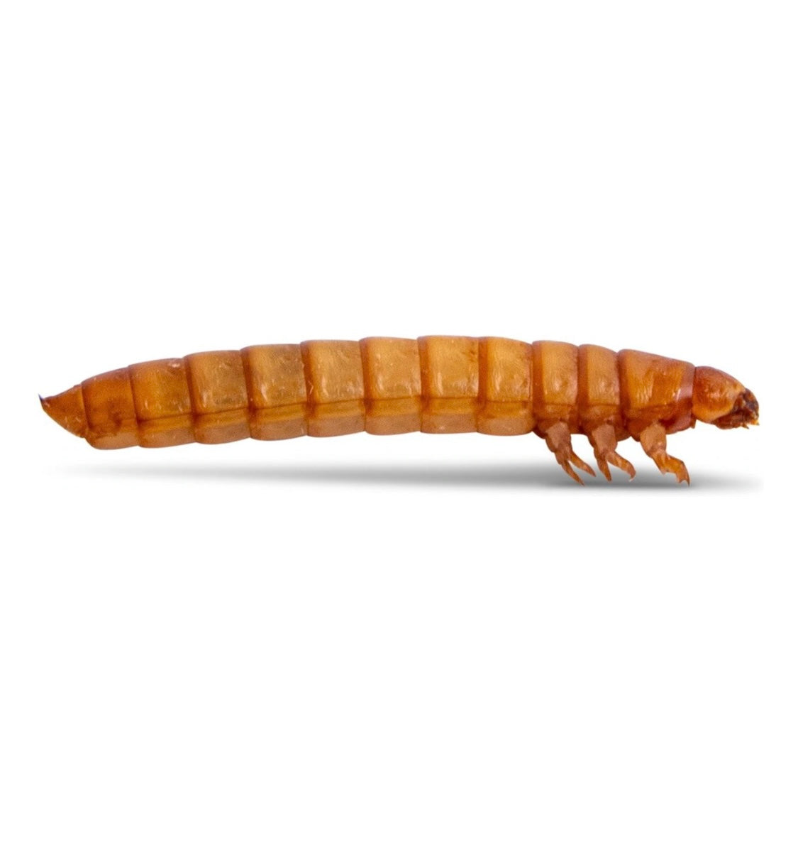 mealworms 100 count giant